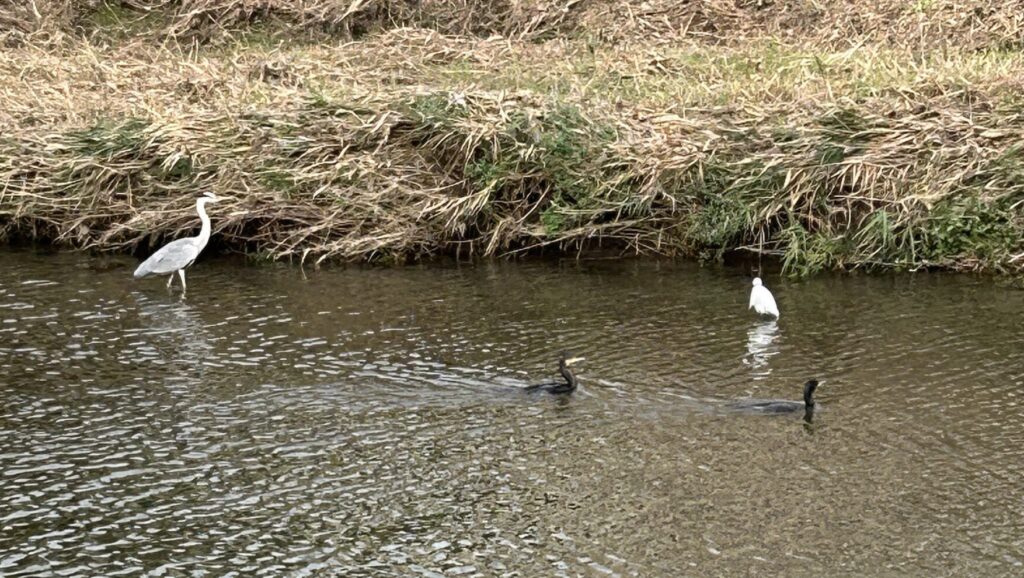 高野川のカモ