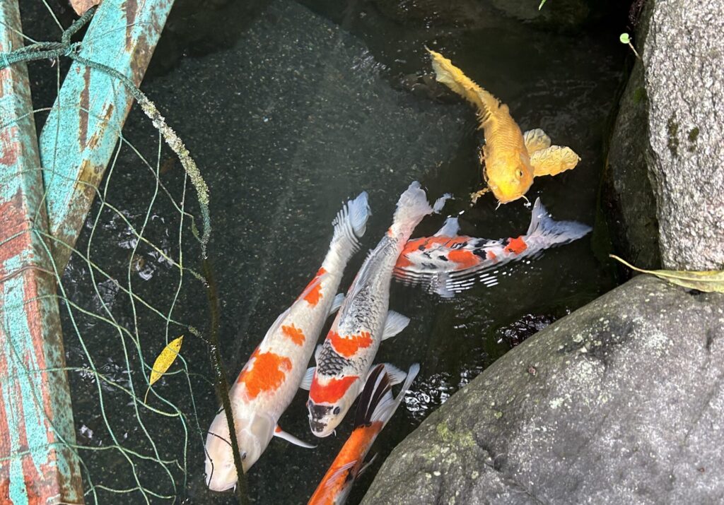 鯉