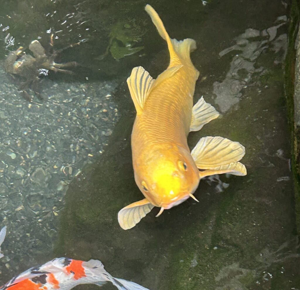 鯉2