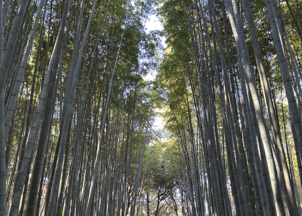 嵯峨野の竹林